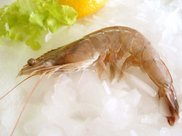 Jumbo shrimp 12kg