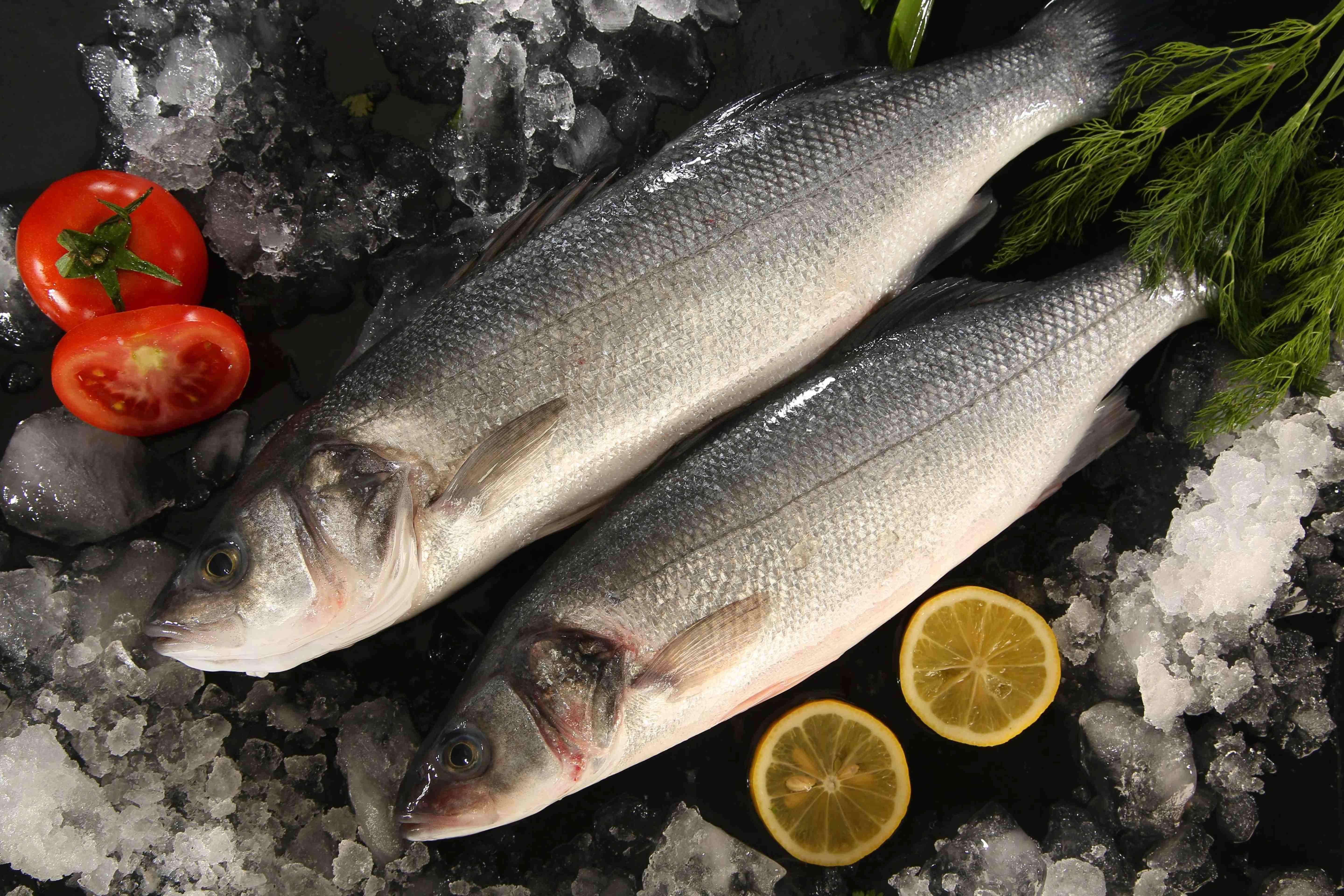 Seabass-Turkey