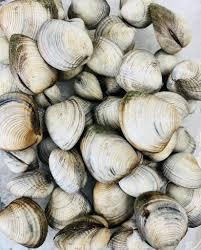 Clams